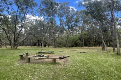 Bush_Area_1